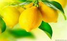 lemonmp3百度云 tre 米津lemon百度云
